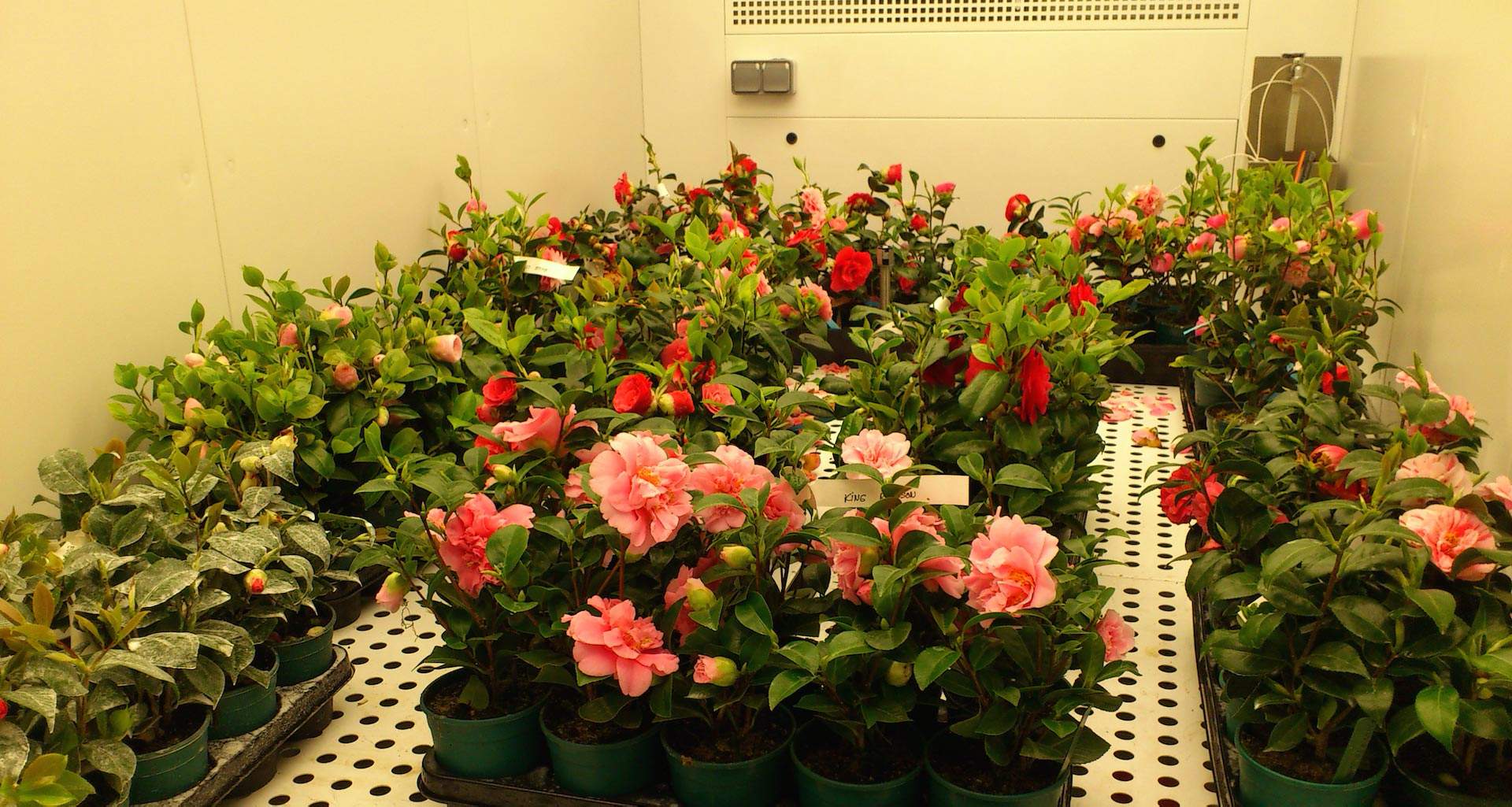 ตู้ควบคุมการเจริญเติบโตเพาะเลี้ยงพืช และชีวภาพ (BIO PLANT RESEARCH) ยี่ห้อ ARALAB รุ่น FITO CLIMA HP “WALK-IN” (SIT166) ตู้ควบคุมการเจริญเติบโตเพาะเลี้ยงพืช และชีวภาพ (BIO PLANT RESEARCH) ยี่ห้อ ARALAB รุ่น FITO CLIMA HP “WALK-IN” (SIT166)
