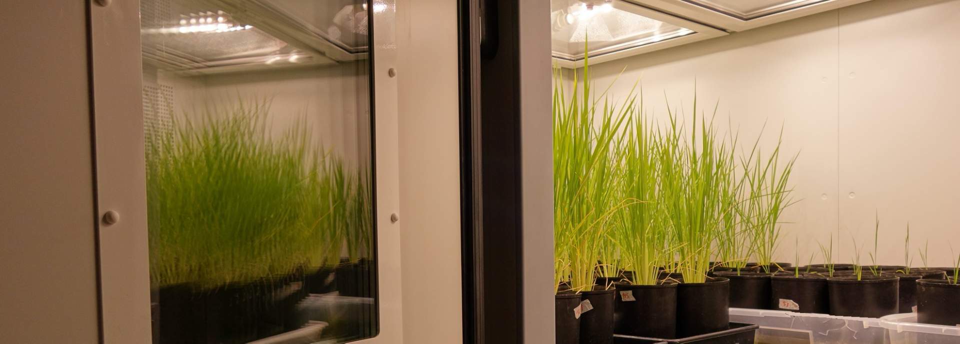 ตู้ควบคุมการเจริญเติบโตเพาะเลี้ยงพืช และชีวภาพ (BIO PLANT RESEARCH) ยี่ห้อ ARALAB รุ่น FITO CLIMA HP “WALK-IN” (SIT166) ตู้ควบคุมการเจริญเติบโตเพาะเลี้ยงพืช และชีวภาพ (BIO PLANT RESEARCH) ยี่ห้อ ARALAB รุ่น FITO CLIMA HP “WALK-IN” (SIT166)