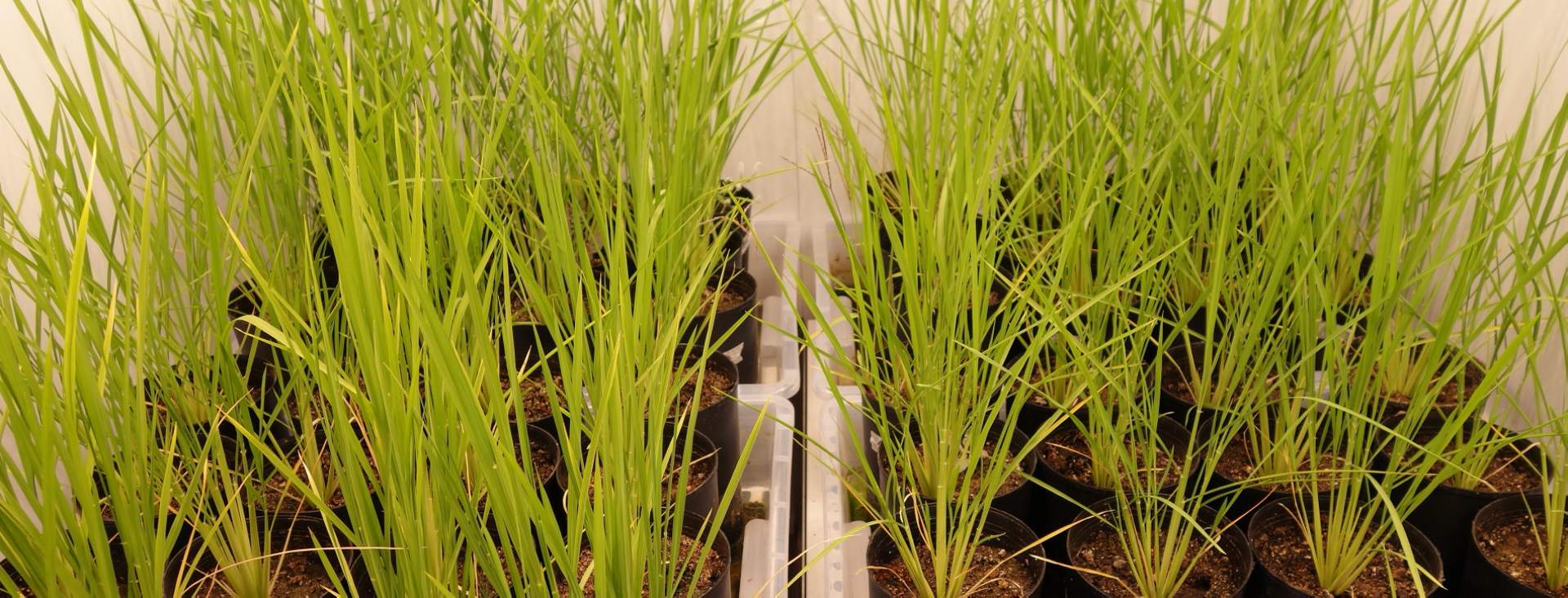 ตู้ควบคุมการเจริญเติบโตเพาะเลี้ยงพืช และชีวภาพ (BIO PLANT RESEARCH) ยี่ห้อ ARALAB รุ่น FITO CLIMA HP “WALK-IN” (SIT166) ตู้ควบคุมการเจริญเติบโตเพาะเลี้ยงพืช และชีวภาพ (BIO PLANT RESEARCH) ยี่ห้อ ARALAB รุ่น FITO CLIMA HP “WALK-IN” (SIT166)