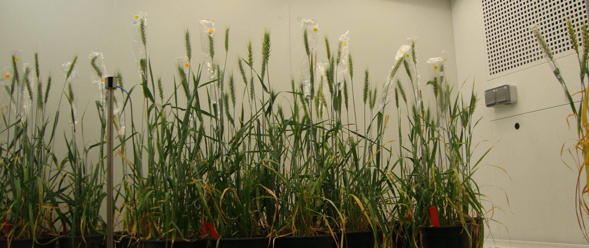 ตู้ควบคุมการเจริญเติบโตเพาะเลี้ยงพืช และชีวภาพ (BIO PLANT RESEARCH) ยี่ห้อ ARALAB รุ่น FITO CLIMA HP “WALK-IN” (SIT166) ตู้ควบคุมการเจริญเติบโตเพาะเลี้ยงพืช และชีวภาพ (BIO PLANT RESEARCH) ยี่ห้อ ARALAB รุ่น FITO CLIMA HP “WALK-IN” (SIT166)