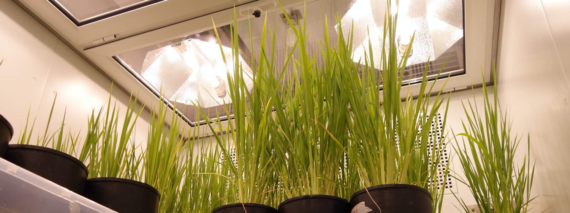 ตู้ควบคุมการเจริญเติบโตเพาะเลี้ยงพืช และชีวภาพ (BIO PLANT RESEARCH) ยี่ห้อ ARALAB รุ่น FITO CLIMA HP “WALK-IN” (SIT166) ตู้ควบคุมการเจริญเติบโตเพาะเลี้ยงพืช และชีวภาพ (BIO PLANT RESEARCH) ยี่ห้อ ARALAB รุ่น FITO CLIMA HP “WALK-IN” (SIT166)